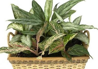 调皮捣蛋的词语(精选30句)