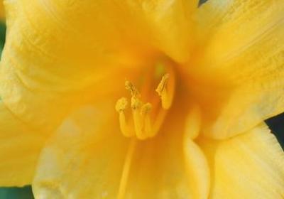 赞美家乡的词语有哪些(优选10句)