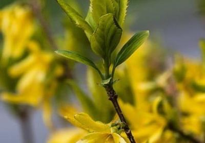 见多识广照样子写词语(通用12句)