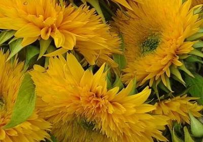 谧组词语有哪些(精选71句)