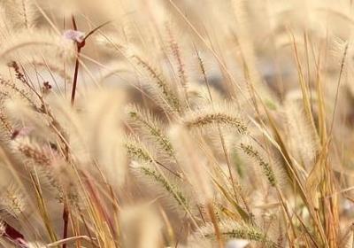 诚信的词语有哪些(实用42句)