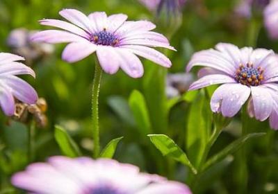 有关梅花的名言(精选10句)