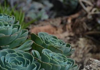 赵普 词语翻译(实用40句)