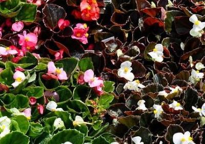 金光闪闪一样的词语(40句)