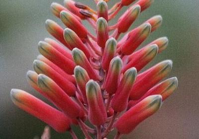 辩与辨区别词语(共5句)