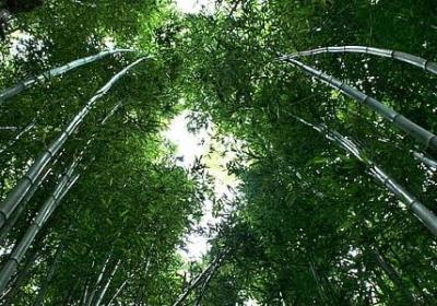 杜甫的名言名句(热门69句)