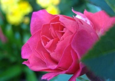 未雨绸缪的名言(实用120句)