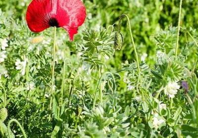 朱熹的读书名言(热门70句)