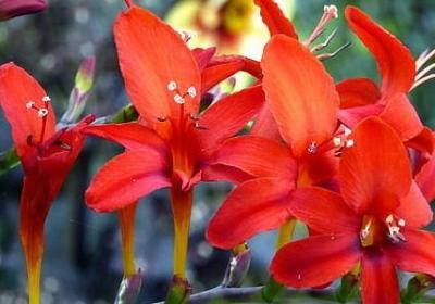 歌颂英雄的名言(推荐40句)