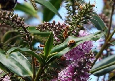 狐妖小红娘名言(汇总80句)