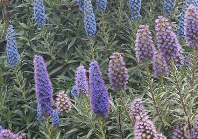 沈从文的名言(必备20句)