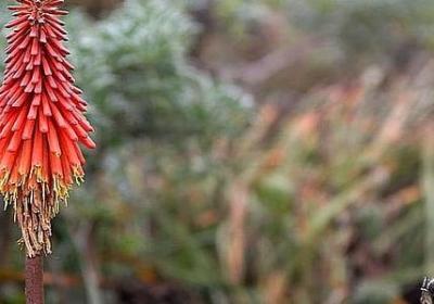 林语堂的名言(40句)