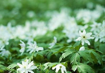 海贼王索隆名言(实用70句)