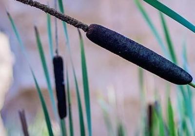 申论常用名言警句(138句) 申论常用名言警句(138句)