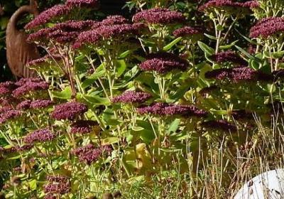 描写秋天景色的四字词语(合集87句)