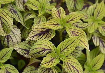 有关吃的词语(合集50句)