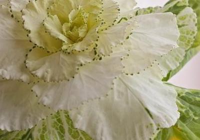 杂可以组什么词语(60句)