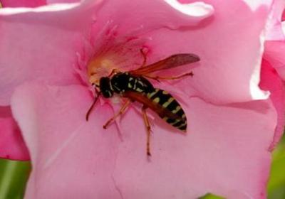 林的词语接龙(汇总40句)