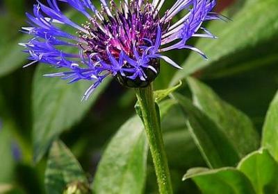 春字的四字词语(必备56句)