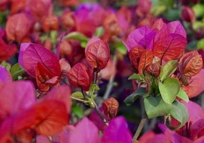 殃怎么组词语(合集20句)