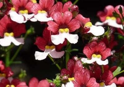 晚组词有哪些词语(汇总30句)