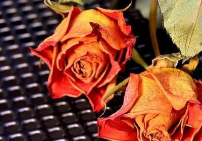 照样子写词语津津有味(汇总80句)