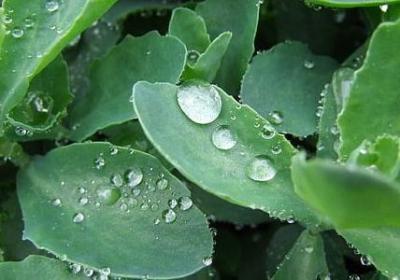 照样子写词语-捉害虫(10句)