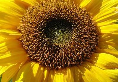 照样子写词语波光粼粼(实用70句)