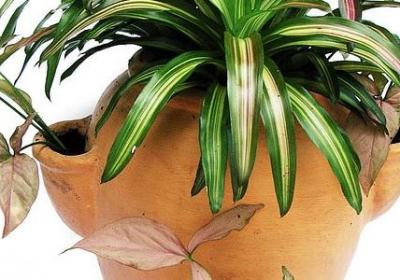 源氏大招台词语音(优选160句)