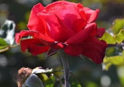 猫可以组什么词语(合集70句)