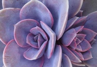 祝爸妈的词语(热门50句)