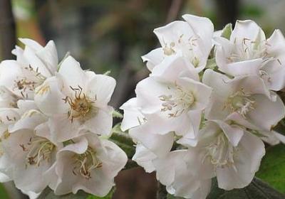 白发苍苍类似的词语(合集37句)