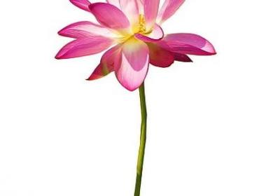 码组词语与拼音(通用60句)