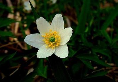 秀开头的四字词语(74句)