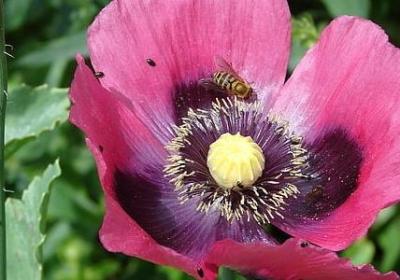 生僻的四字词语(优选40句) 生僻的四字词语(优选40句)