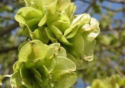 翡的拼音和词语(共20句)