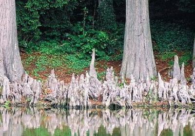 给便的多音字组词语(共80句)