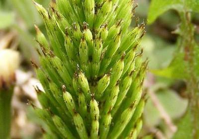 羽的词语有哪些(汇总17句)