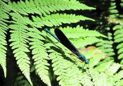 表示快的四字词语(通用70句)