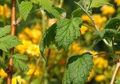 莹组词有哪些词语有(汇总16句)