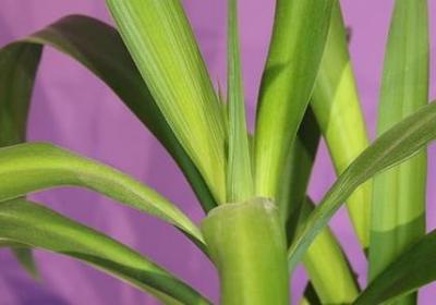 茂盛四字词语(合集11句)