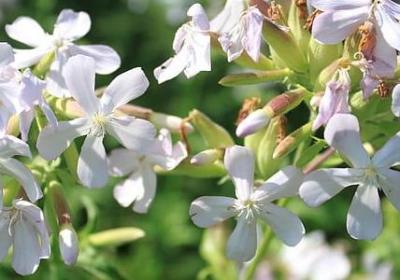 虫组词有哪些词语(热门61句)