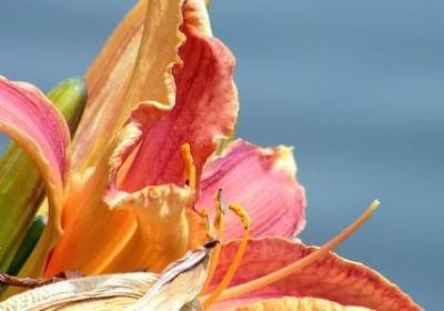 虫字偏旁的词语(必备60句) 虫字偏旁的词语(必备60句)