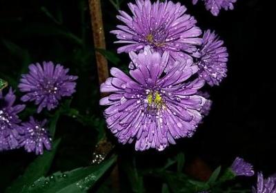 词语归类手抄报(优选24句) 词语归类手抄报(优选24句)