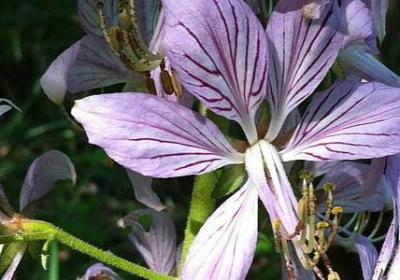 表示颜色的三个字词语(优选40句)