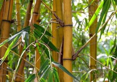 词语分为几种(共36句)