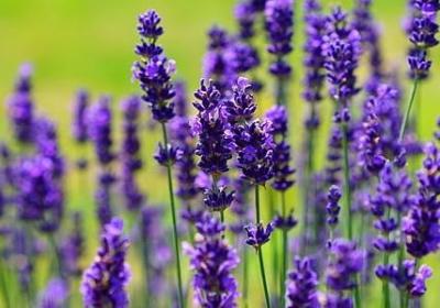 词语接龙积劳成疾(汇总70句)