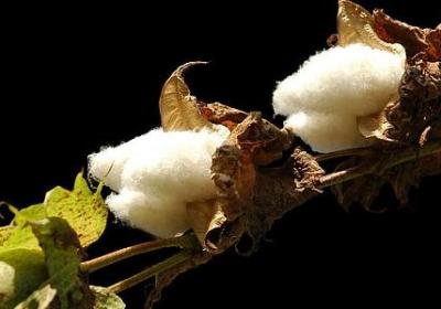 观的词语有哪些(通用51句)