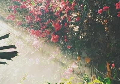 赞美公园的词语(实用6句)