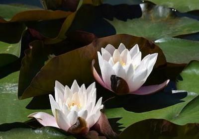 有关勤奋的名言警句(汇总40句) 有关勤奋的名言警句(汇总40句)